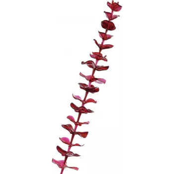 EUROPALMS kunstmatige kristal-eucalyptus-tak, bordeauxrood, 81 cm 82600203