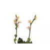 EUROPALMS Stone Rose (EVA) kunstplant, roze, 32 cm 82530572