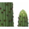 EUROPALMS Mexicaanse cactus kunstplant, groen, 117 cm 82801071