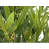 EUROPALMS Bambus deluxe, kunstplant, 180 cm (82509167) - Kunstmatige bamboeplant