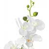 EUROPALMS Orchidee kunstplant, wit, 80 cm (82530362)