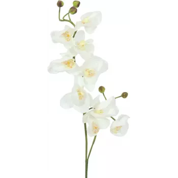 EUROPALMS Kunstmatige orchideetak, crème-wit, 100 cm (82530323)