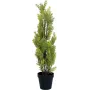 EUROPALMS Leyland-cipres kunstplant, 60cm 82606959
