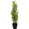 EUROPALMS Leyland-cipres kunstplant, 60cm 82606959
