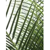 EUROPALMS Phoenix Palm Deluxe kunstplant 220cm 82509722
