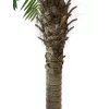 EUROPALMS Phoenix Palm Luxor kunstplant, 210cm 82510721