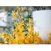 EUROPALMS kunstmatige forsythiastruik, 60cm 82505629