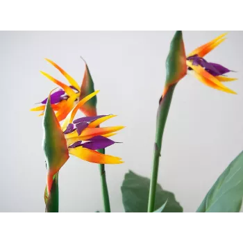 EUROPALMS Strelitzia kunstplant, 90 cm 82540502