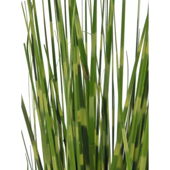 EUROPALMS zebragras, kunstmatig, 90cm 82505863