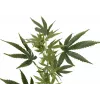 EUROPALMS kunstmatige hennepstengel, 90cm, groen 82506699