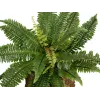 EUROPALMS Boston varen kunstplant, 53 cm, groen 82519934