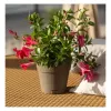 STEFANPLAST Ethica bloempot met schotel Ø20x19cm bruin