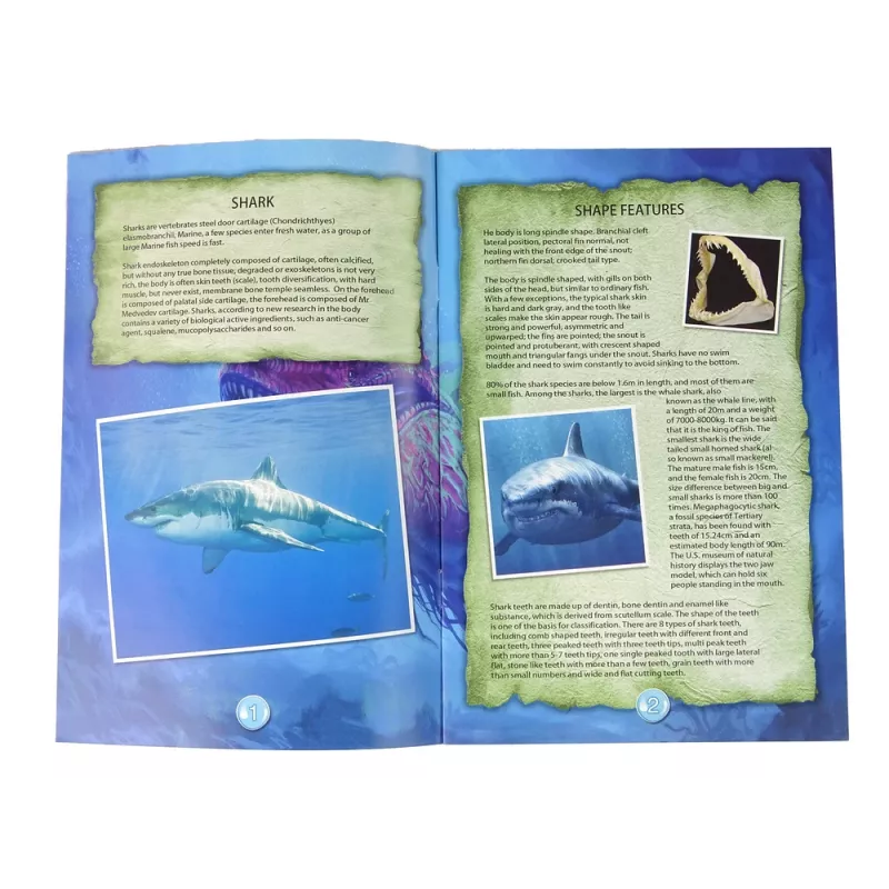 LEAN TOYS Ammoniet Haai Opgraving Educatieve Kit