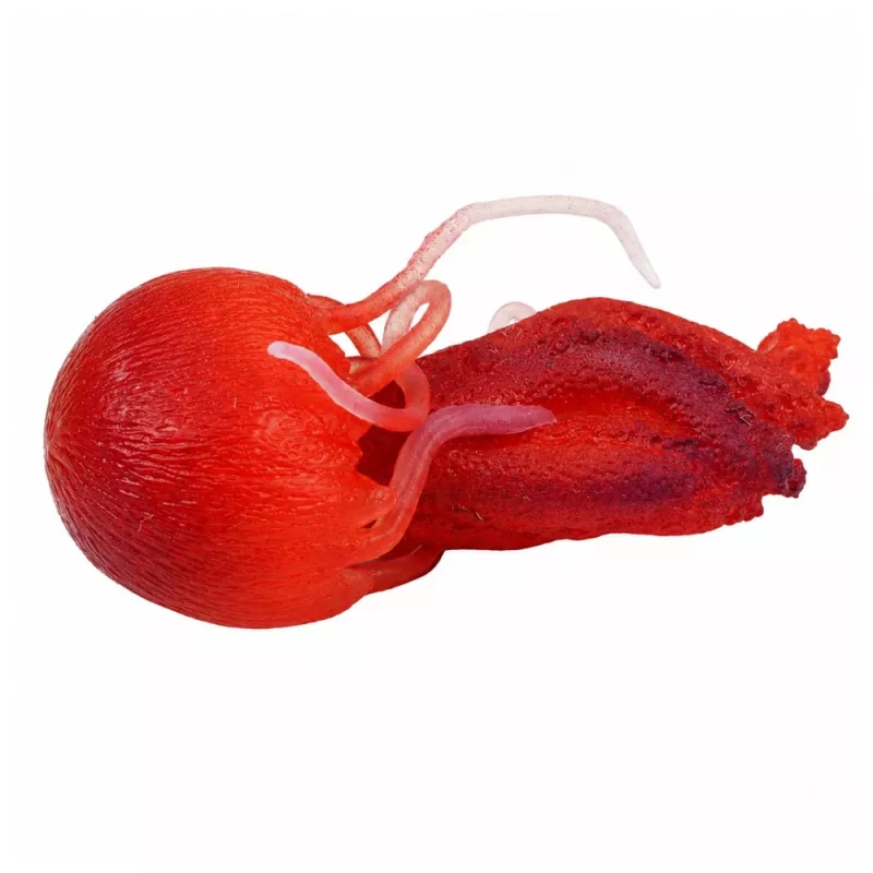 LEAN TOYS kwal rubberen figuur rekbaar realistisch zeedier 9 cm