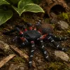 LEAN TOYS Spider Tarantula rubberen figuur rekbaar realistisch zwart 10 cm