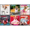 Trefl Puzzel 200 Happy Dogs